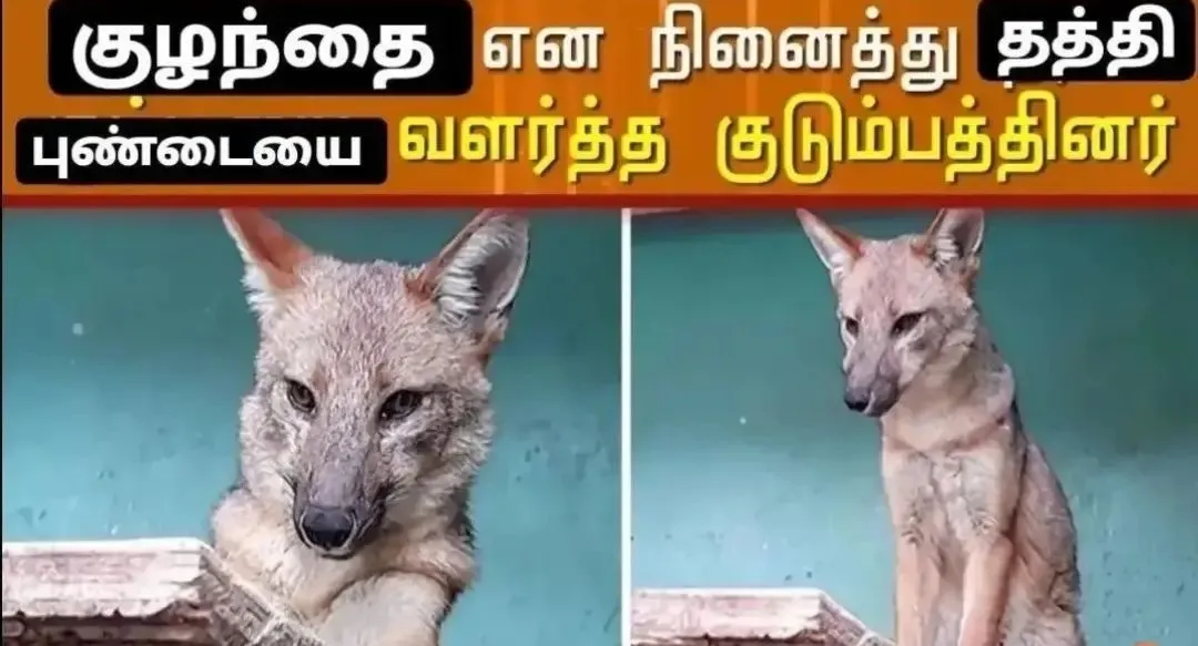 Youtube thumbnails Tamil Meme Templates