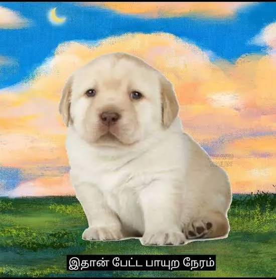 Cheems Tamil Meme Templates